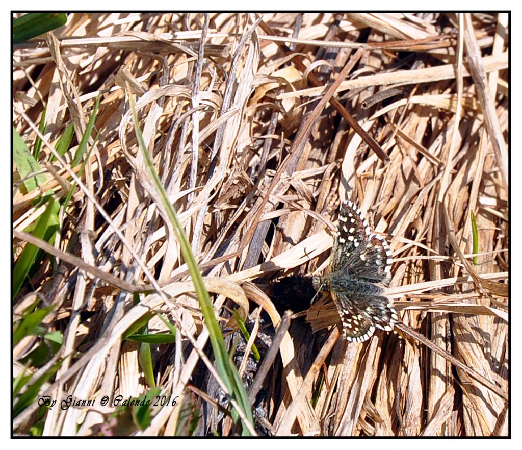 Pyrgus cfr. malvoides, Hesperiidae